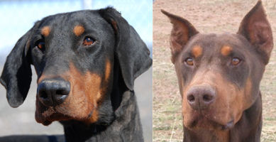 doberman pinscher rescues